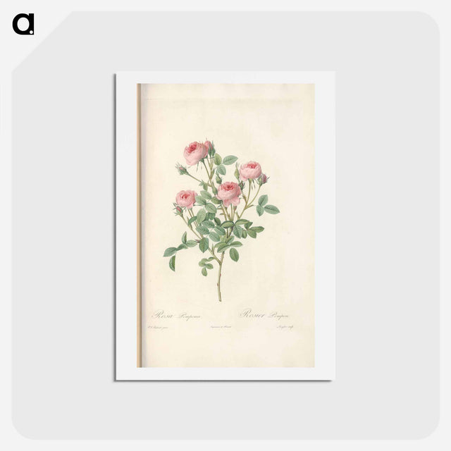 アートポストカード-Rose illustration - ピエール ジョゼフ ルドゥーテ Postcard.