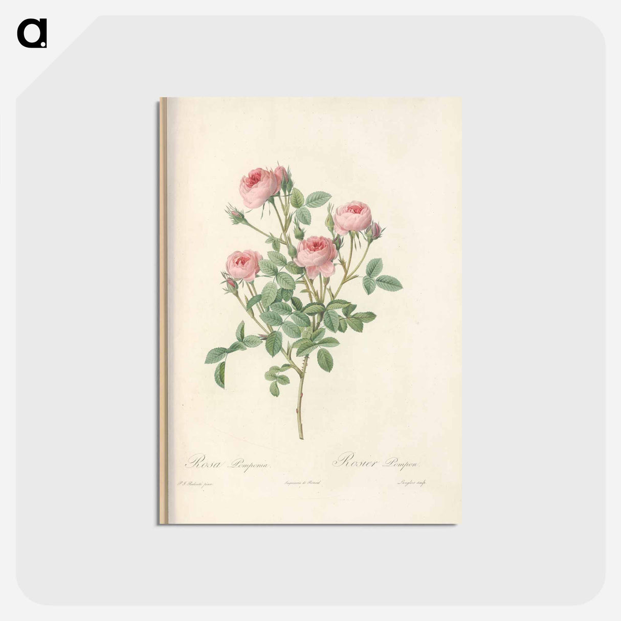 アートポストカード-Rose illustration - ピエール ジョゼフ ルドゥーテ Postcard.