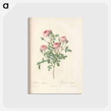 アートポストカード-Rose illustration - ピエール ジョゼフ ルドゥーテ Postcard.