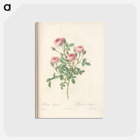 アートポストカード-Rose illustration - ピエール ジョゼフ ルドゥーテ Postcard.