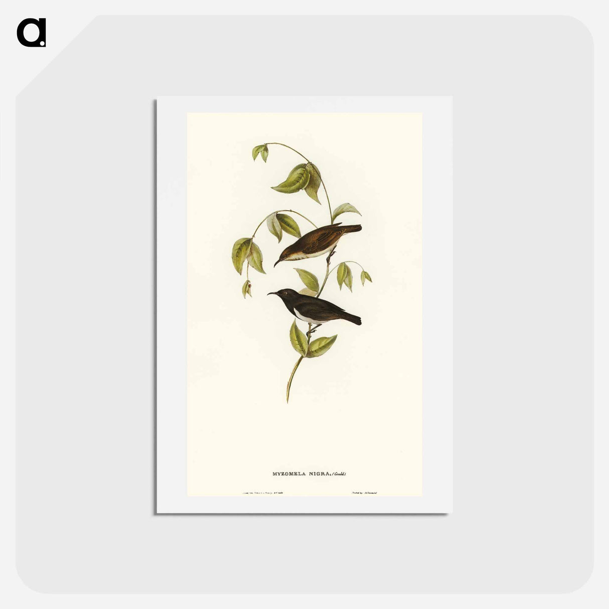 アートポストカード-Black Honey-eater
 - オーストラリアの鳥 Postcard.
