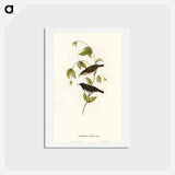 アートポストカード-Black Honey-eater
 - オーストラリアの鳥 Postcard.