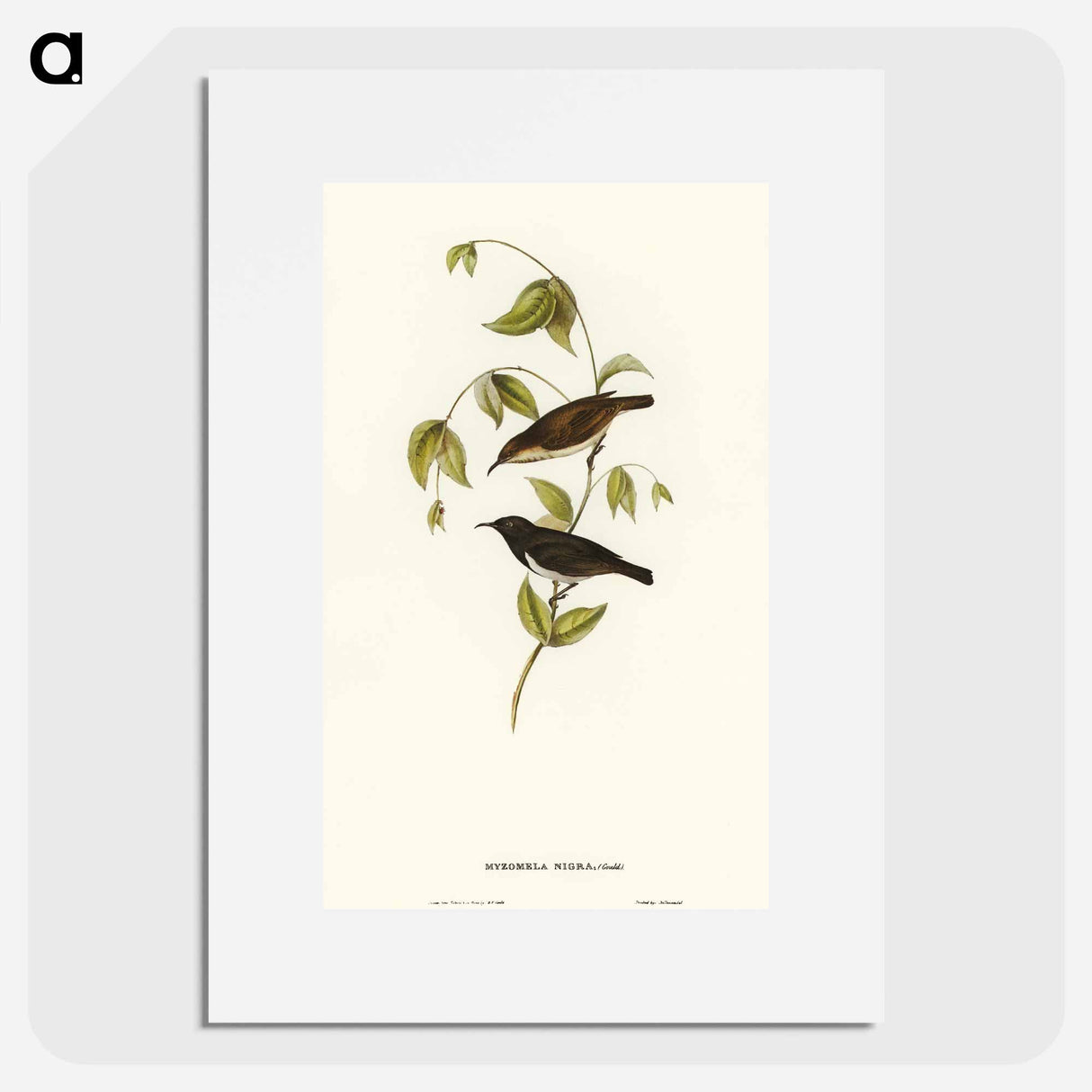 アートポスター-Black Honey-eater
 - オーストラリアの鳥 Poster.