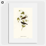 アートポスター-Black Honey-eater
 - オーストラリアの鳥 Poster.