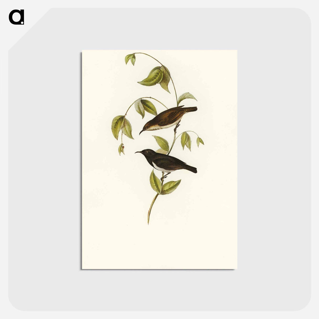 アートポストカード-Black Honey-eater
 - オーストラリアの鳥 Postcard.