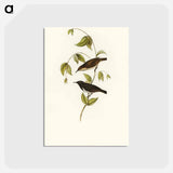 アートポストカード-Black Honey-eater
 - オーストラリアの鳥 Postcard.