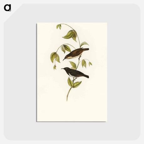 アートポストカード-Black Honey-eater
 - オーストラリアの鳥 Postcard.