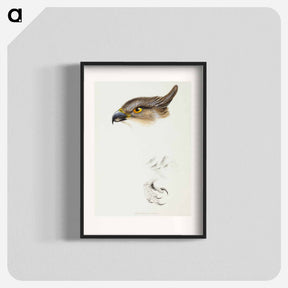 アートポスター-Pacific Baza
 - ジョン グールド Poster.