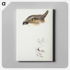 アートパネル-Pacific Baza
 - ジョン グールド Canvas.