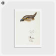 アートポストカード-Pacific Baza
 - ジョン グールド Postcard.