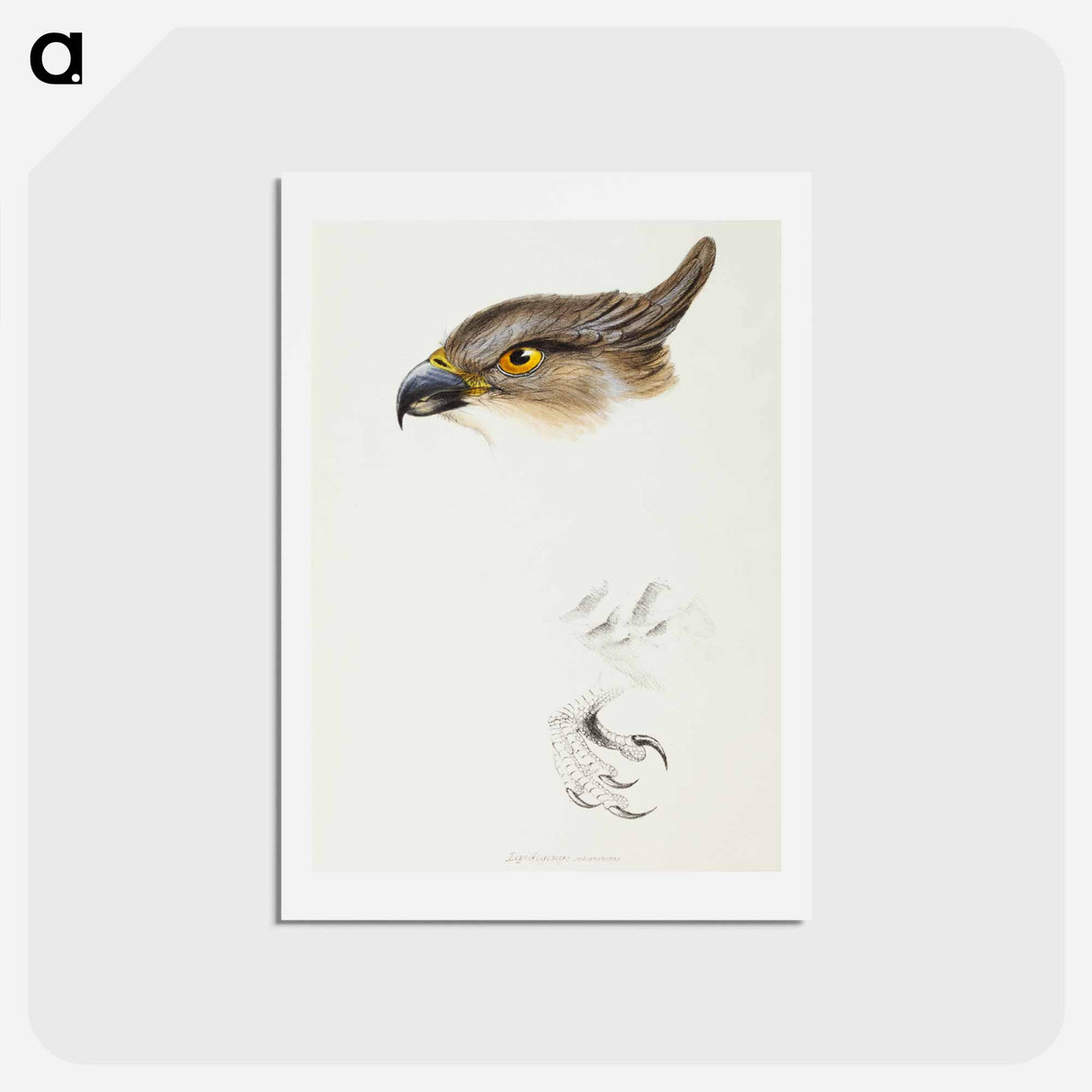 アートポストカード-Pacific Baza
 - ジョン グールド Postcard.