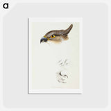 アートポストカード-Pacific Baza
 - ジョン グールド Postcard.