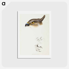 アートポストカード-Pacific Baza
 - ジョン グールド Postcard.
