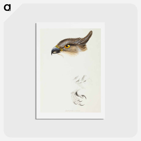 アートポストカード-Pacific Baza
 - ジョン グールド Postcard.