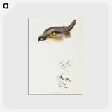 アートポストカード-Pacific Baza
 - ジョン グールド Postcard.