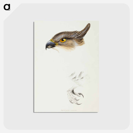アートポストカード-Pacific Baza
 - ジョン グールド Postcard.