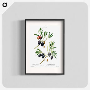 アートポスター-Olive (Olea Europæa) - ピエール ジョゼフ ルドゥーテ Poster.