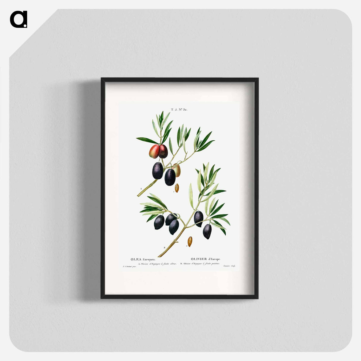 Olive (Olea Europæa) - ピエール ジョゼフ ルドゥーテ Poster.