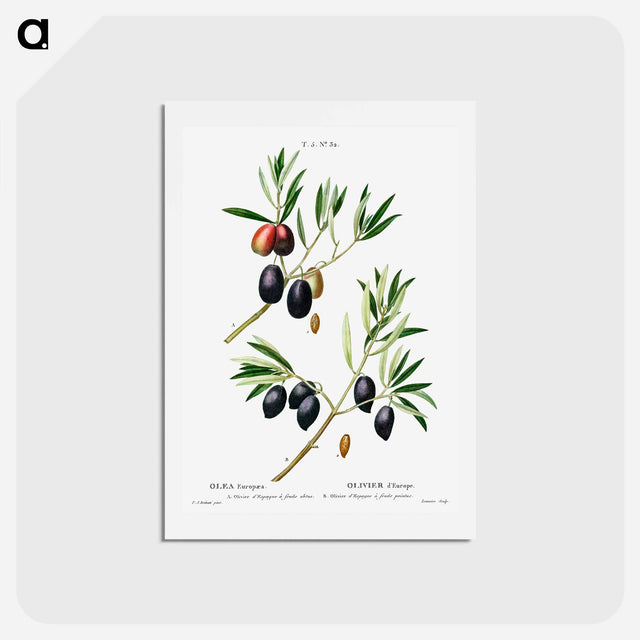 アートポストカード-Olive (Olea Europæa) - ピエール ジョゼフ ルドゥーテ Postcard.
