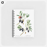 Olive (Olea Europæa) - ピエール ジョゼフ ルドゥーテ Memo.