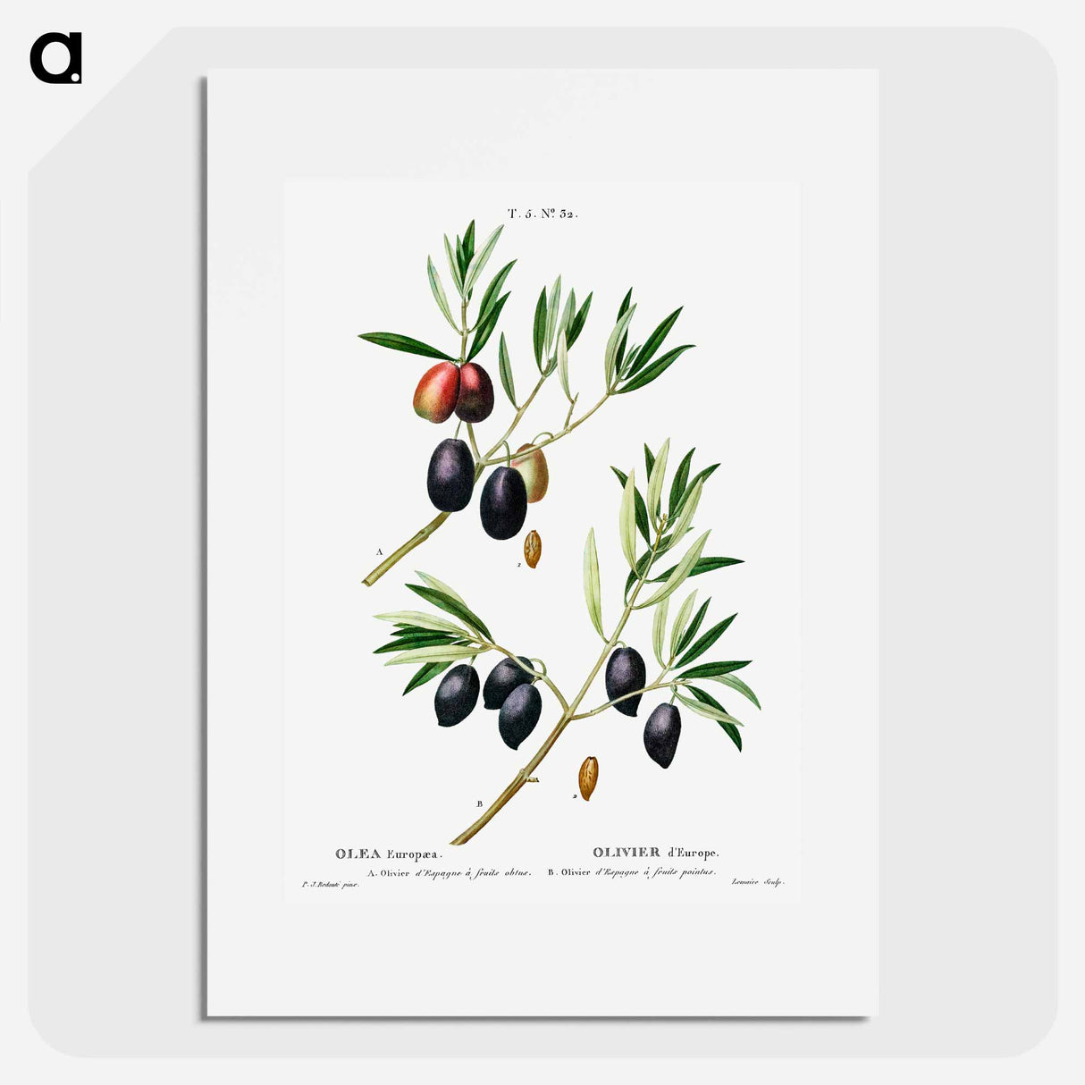 Olive (Olea Europæa) - ピエール ジョゼフ ルドゥーテ Poster.