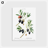 アートポストカード-Olive (Olea Europæa) - ピエール ジョゼフ ルドゥーテ Postcard.