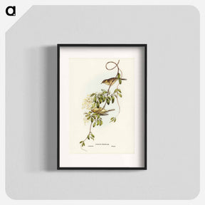 アートポスター-Fuscous Honey-eater
 - ジョン グールド Poster.