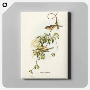 アートパネル-Fuscous Honey-eater
 - ジョン グールド Canvas.