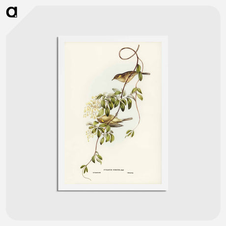 アートポストカード-Fuscous Honey-eater
 - ジョン グールド Postcard.