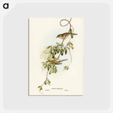 アートポストカード-Fuscous Honey-eater
 - ジョン グールド Postcard.