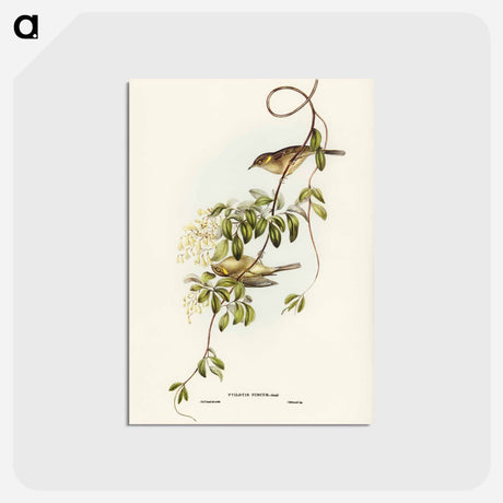 アートポストカード-Fuscous Honey-eater
 - ジョン グールド Postcard.