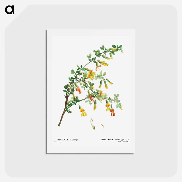 アートポストカード-Robinia chamlagu - ピエール ジョゼフ ルドゥーテ Postcard.