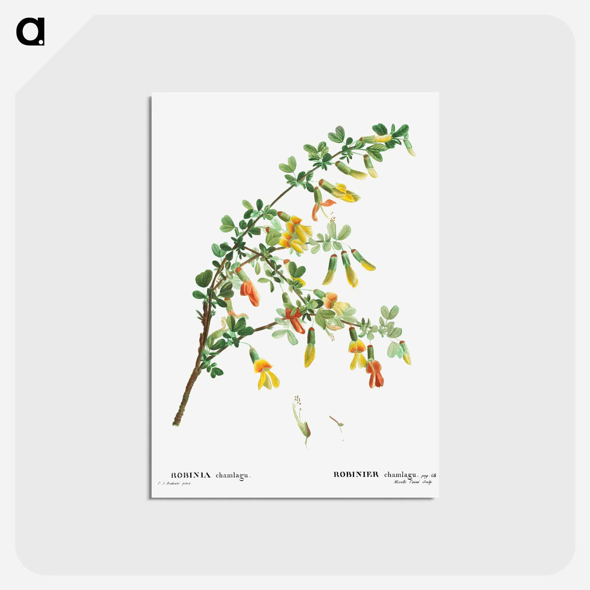 アートポストカード-Robinia chamlagu - ピエール ジョゼフ ルドゥーテ Postcard.
