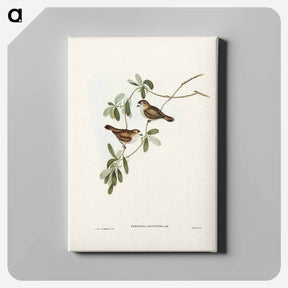 アートパネル-White-faced Xerophila
 - オーストラリアの鳥 Canvas.