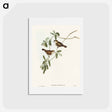 アートポストカード-White-faced Xerophila
 - オーストラリアの鳥 Postcard.