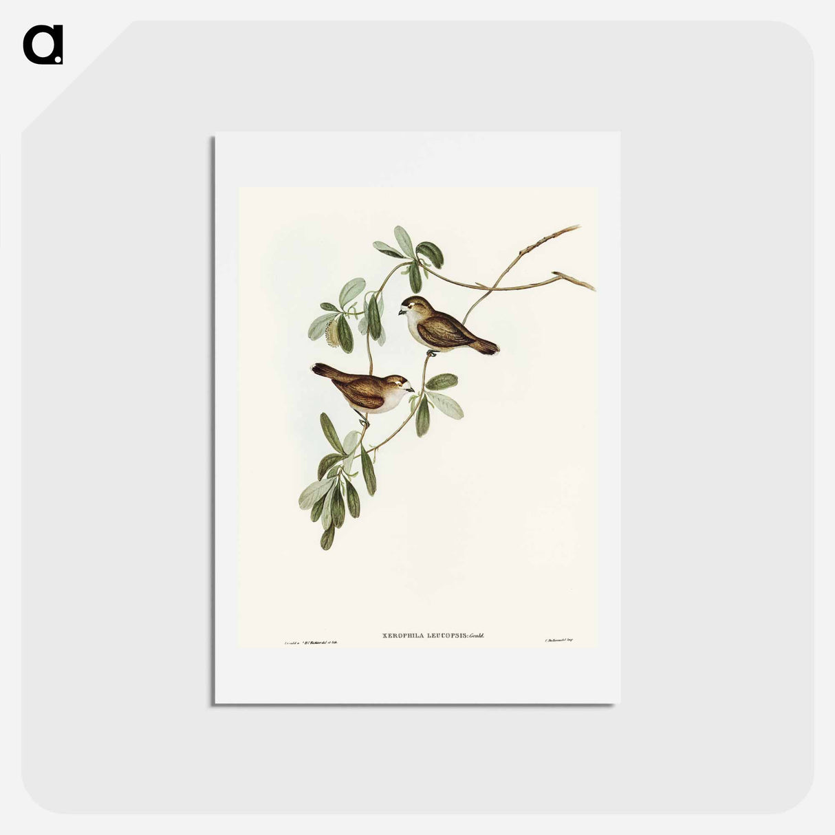 アートポストカード-White-faced Xerophila
 - オーストラリアの鳥 Postcard.