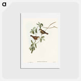 アートポストカード-White-faced Xerophila
 - オーストラリアの鳥 Postcard.