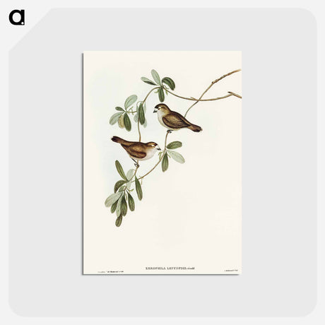 アートポストカード-White-faced Xerophila
 - オーストラリアの鳥 Postcard.