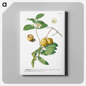アートパネル-Guaiaba or Guava
 - クリーブランド美術館 Canvas.
