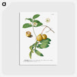 アートポストカード-Guaiaba or Guava
 - クリーブランド美術館 Postcard.