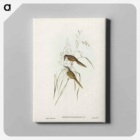 アートパネル-Grass-loving Sphenoeacus
 - ジョン グールド Canvas.