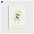 アートポストカード-Grass-loving Sphenoeacus
 - ジョン グールド Postcard.