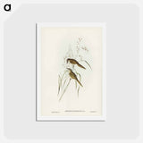 アートポストカード-Grass-loving Sphenoeacus
 - ジョン グールド Postcard.