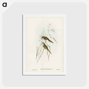 アートポストカード-Grass-loving Sphenoeacus
 - ジョン グールド Postcard.
