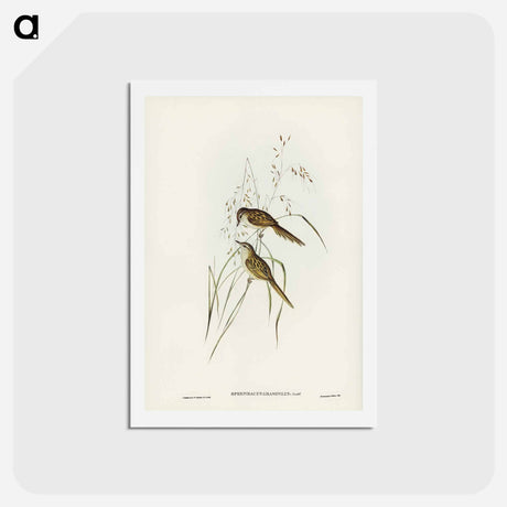 アートポストカード-Grass-loving Sphenoeacus
 - ジョン グールド Postcard.