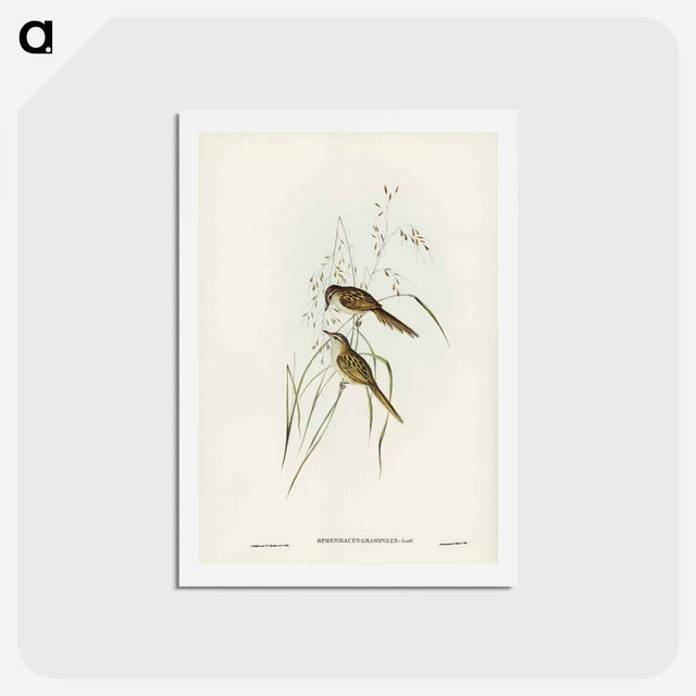 アートポストカード-Grass-loving Sphenoeacus
 - ジョン グールド Postcard.