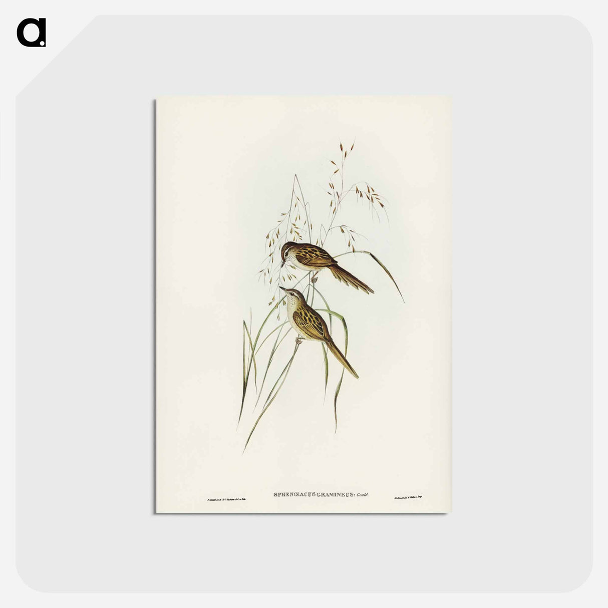 アートポストカード-Grass-loving Sphenoeacus
 - ジョン グールド Postcard.