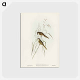 アートポストカード-Grass-loving Sphenoeacus
 - ジョン グールド Postcard.