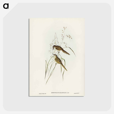アートポストカード-Grass-loving Sphenoeacus
 - ジョン グールド Postcard.