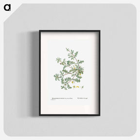 アートポスター-Mesembryanthemum Pinnatifidum (Jagged–Leaved Mesembryanthemum) - ピエール ジョゼフ ルドゥーテ Poster.